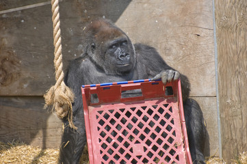 Gorilla playing with crate