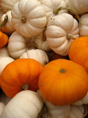 Kürbisse Halloween