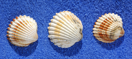 Three shells