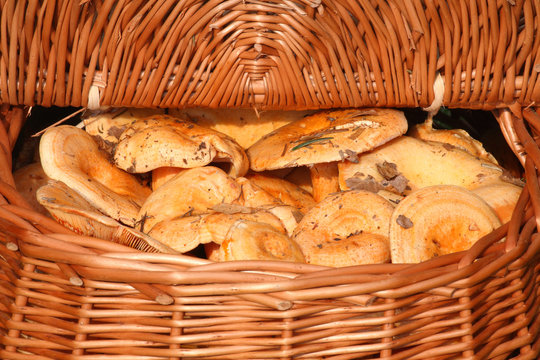 Basket full of Saffron milk caps (Lactarius deliciosus)