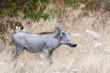 Warzenschwein (Phacochoerus africanus)