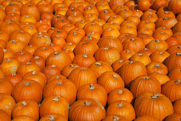 Colorful pumpkins