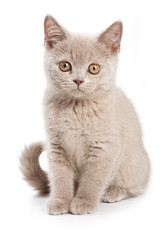 British kitten on white backgrounds