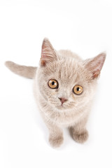 British kitten on white backgrounds