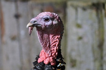Turkey with long red neck © Hedgehog