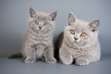 British kittens on grey backgrounds
