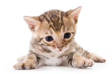 Bengal kitten on white background
