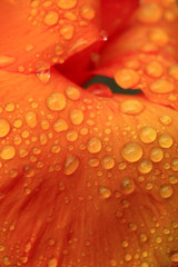 rosée sur les pétales