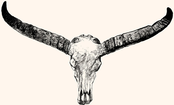bull Skull