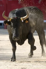 Foto op Plexiglas Stierenvechten stier