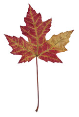 Autumn maple leaf