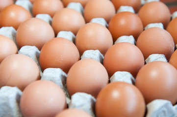 Tray of raw eggs