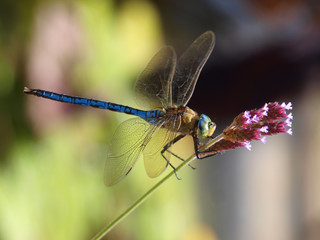 Ruhende Libelle auf Blüte dragonfly at flower