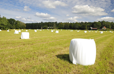 White covered bales of straw