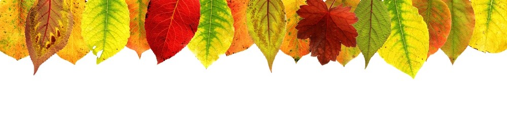 Herbstblätter : Rand