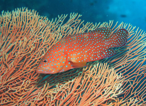 Juwelen Zackenbarsch Coral Grouper Cephalopholis miniata