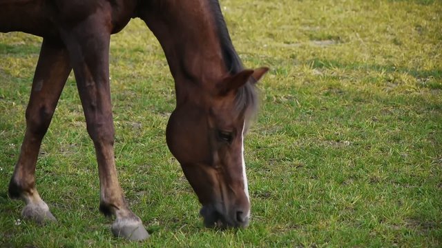 Racehorse Grazing