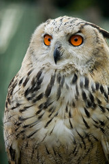 Owl portrait