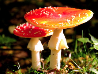 Toadstool in the grass