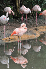 フラミンゴ