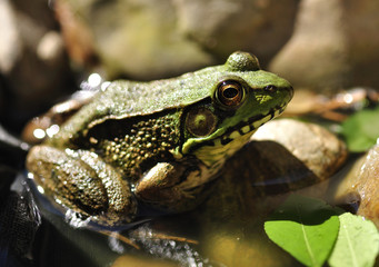Common water frog close up