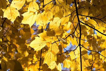山中湖村のウリハダカエデの黄葉