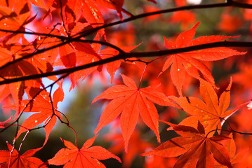 山中湖村のイロハカエデの紅葉