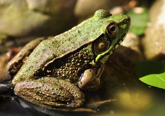 Common water frog close up