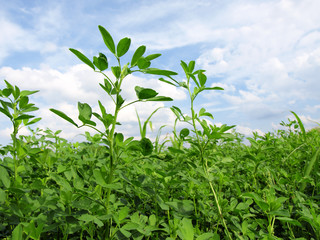 In clover field under blue skies