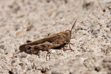 Brown grasshopper