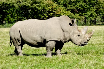 Foto op Plexiglas Rhinoceros © Lars Christensen