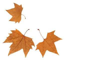 Beautiful brown autumn leaves