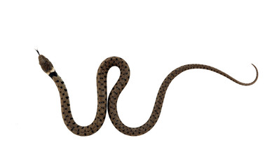 Young grass snake - isolated