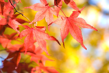 山中湖村のイロハカエデの紅葉