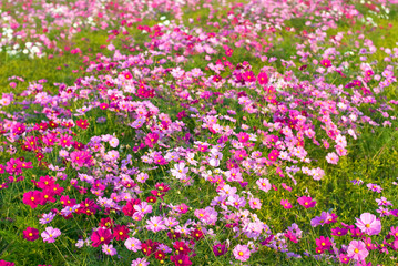 ピンクのコスモス畑