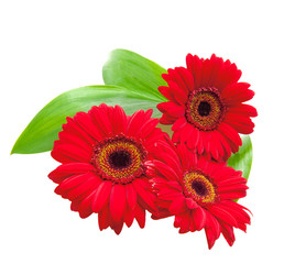 red gerbera flowers with green leaves on a white background