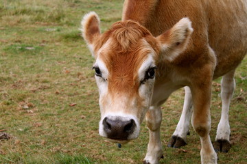 Cow VI