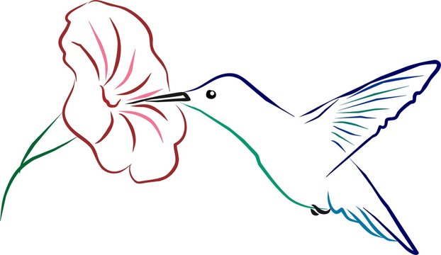 colibri
