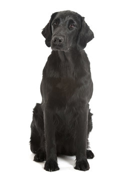 black flat coated retriever