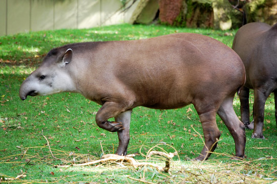 Lowland Tapir full size