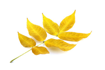 Twig with yellow autumn leaves