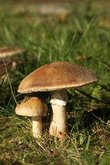 Big and small mushrooms in the grass