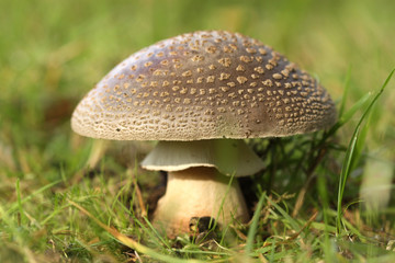Mushroom in the grass