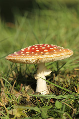 Toadstool or fly agaric mushroom in the grass