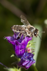 Bee feeding