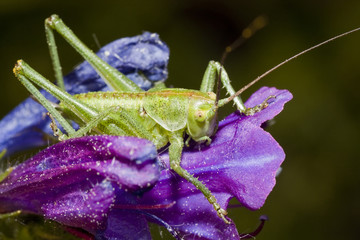 green cricket