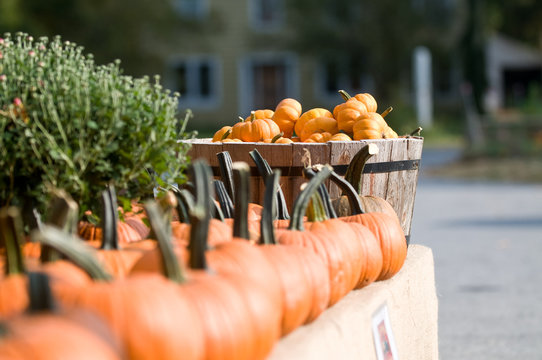 Pumpkins  In A Row