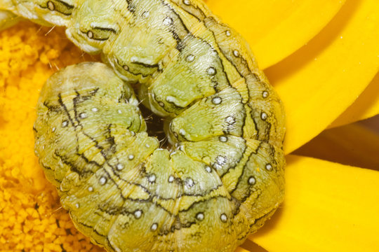 coiled caterpillar