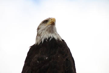 Fototapeta premium Falke