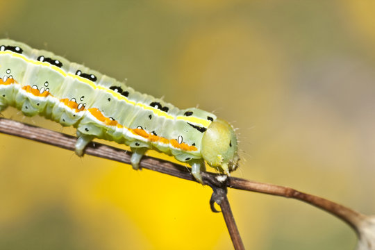Green caterpillar